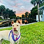 Jolene joined the competition — help win amazing prizes! dog, tan_dog, harness, collar, grass, canal, water, sunset, sky, clouds, palm_trees, trees, reflection, nature, outdoor, pet, animal, calm, residential_area, landscape