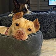 Jolene joined the competition — help win amazing prizes! dog, pet, bed, cozy, indoor, resting, cute, animal, fur, ears, nose, expression, relaxed, cushion, blanket, home, comfort, looking, two_dogs, laying