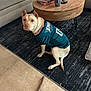 Jolene joined the competition — help win amazing prizes! dog, pet, indoor, rug, coffee_table, book, candle, toy, floor, tile_floor, sofa, furniture, collar, jersey, sportswear, brown, light-colored, curious, sitting, home