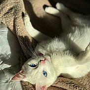 Isabella joined the competition — help win amazing prizes! cat, white_cat, blue_eyes, pet, animal, feline, relaxed, lying_down, blanket, cozy, indoor, soft_fur, whiskers, paw, sunlight, sleepy, cute, domestic_animal, resting, closeup