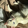 cat, white_cat, blue_eyes, pet, animal, feline, relaxed, lying_down, blanket, cozy, indoor, soft_fur, whiskers, paw, sunlight, sleepy, cute, domestic_animal, resting, closeup