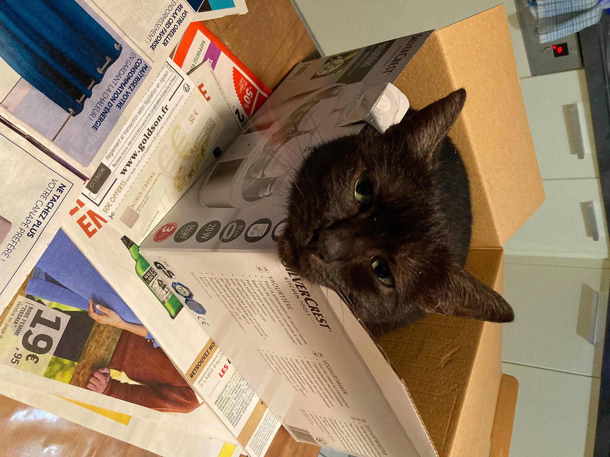 Mishka a rejoint le concours — aidez-le/la à gagner de superbes lots ! box, cardboard, carnivore, carton, cat, domestic_short_haired_cat, felidae, font, fur, newspaper, office_supplies, packaging_and_labeling, paper, paper_product, publication, shipping_box, small_to_medium_sized_cats, stationery, whiskers