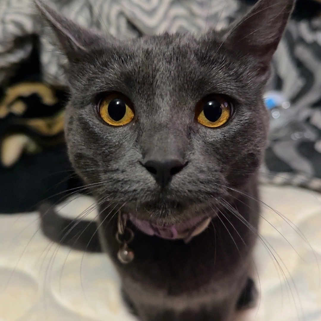 Pusheen joined the competition — help win amazing prizes! animal, attention, blanket, cat, close_up, collar, curious, cute, domestic, ears, face, feline, fur, golden_eyes, gray_cat, indoor, mattress, pet, portrait, whiskers