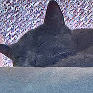 Pusheen is registered to the contest to win money with this photo: animal, background, black_cat, calm, cat, closeup, comfortable, contour, ears, feline, fur, indoor, pet, quiet, relaxation, resting, shadow, sleeping, soft, texture