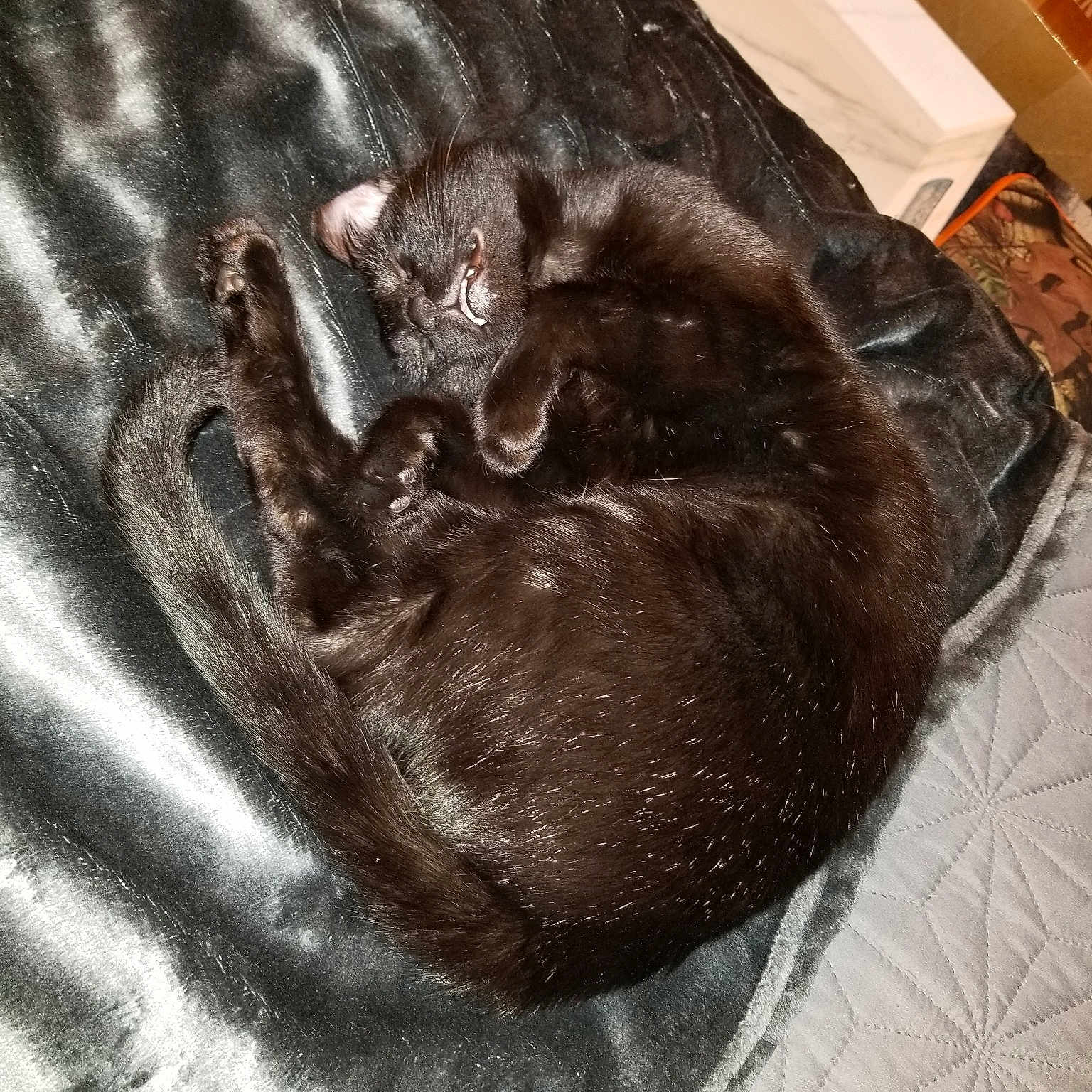 Pearl joined the competition — help win amazing prizes! carnivoran, cat, cat_like_mammal, fur, fur_clothing, kitten, mammal, small_to_medium_sized_cats, snout, whiskers