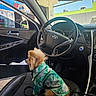 Chewie is registered to the contest to win money with this photo: dog, small_dog, fluffy, brown_fur, green_shirt, tropical_pattern, pet, animal, car, driver_seat, steering_wheel, vehicle_interior, dashboard, sunlight, outdoor, street, storefront, portrait, sitting, cute