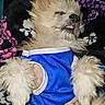 dog, puppy, small_dog, fluffy, sleeping, lying_down, belly_up, tongue_out, closed_eyes, blue_outfit, pet_clothing, paws, fur, cream_fur, portrait, indoor, blanket, floral_pattern, cozy, cute