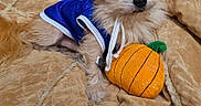 Chewie joined the competition — help win amazing prizes! dog, puppy, small_dog, long_hair, white_fur, blue_outfit, cap, pet, animal, cute, wide_eyes, black_nose, lying_down, blanket, bed, plush_toy, basketball_toy, indoor, portrait, cozy