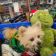Chewie is registered to the contest to win money with this photo: dog, puppy, small_dog, pet, costume, green_costume, sequins, holiday, christmas, santa_hat, grinch, plush_toy, shopping_cart, store, hardware_store, aisle, portrait, wide_eyes, fluffy_fur, festive