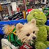 dog, puppy, small_dog, pet, costume, green_costume, sequins, holiday, christmas, santa_hat, grinch, plush_toy, shopping_cart, store, hardware_store, aisle, portrait, wide_eyes, fluffy_fur, festive