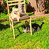 Chewie joined the competition — help win amazing prizes! dog, cat, pets, garden, backyard, chair, grass, outdoor, sunlight, plants, flowers, tree, wall, fluffy_dog, tabby_cat, animal_portrait, sitting, lounging, garden_decor, tail