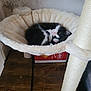 Ariel a rejoint le concours — aidez-le/la à gagner de superbes lots ! kitten, cat, sleeping, cat_tree, hammock, black_and_white, fur, pet, indoor, cozy, resting, wood_floor, fluffy, cute, small, animal, paw, whiskers, relaxing, home