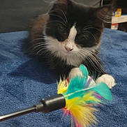 Ariel participe au concours pour gagner de l'argent avec cette photo : kitten, cat, black_and_white, feather_toy, blue_blanket, indoor, pet, animal, curious, playful, whiskers, paws, furniture, board_games, shelf, cozy, young_cat, domestic_cat, soft_texture, toy
