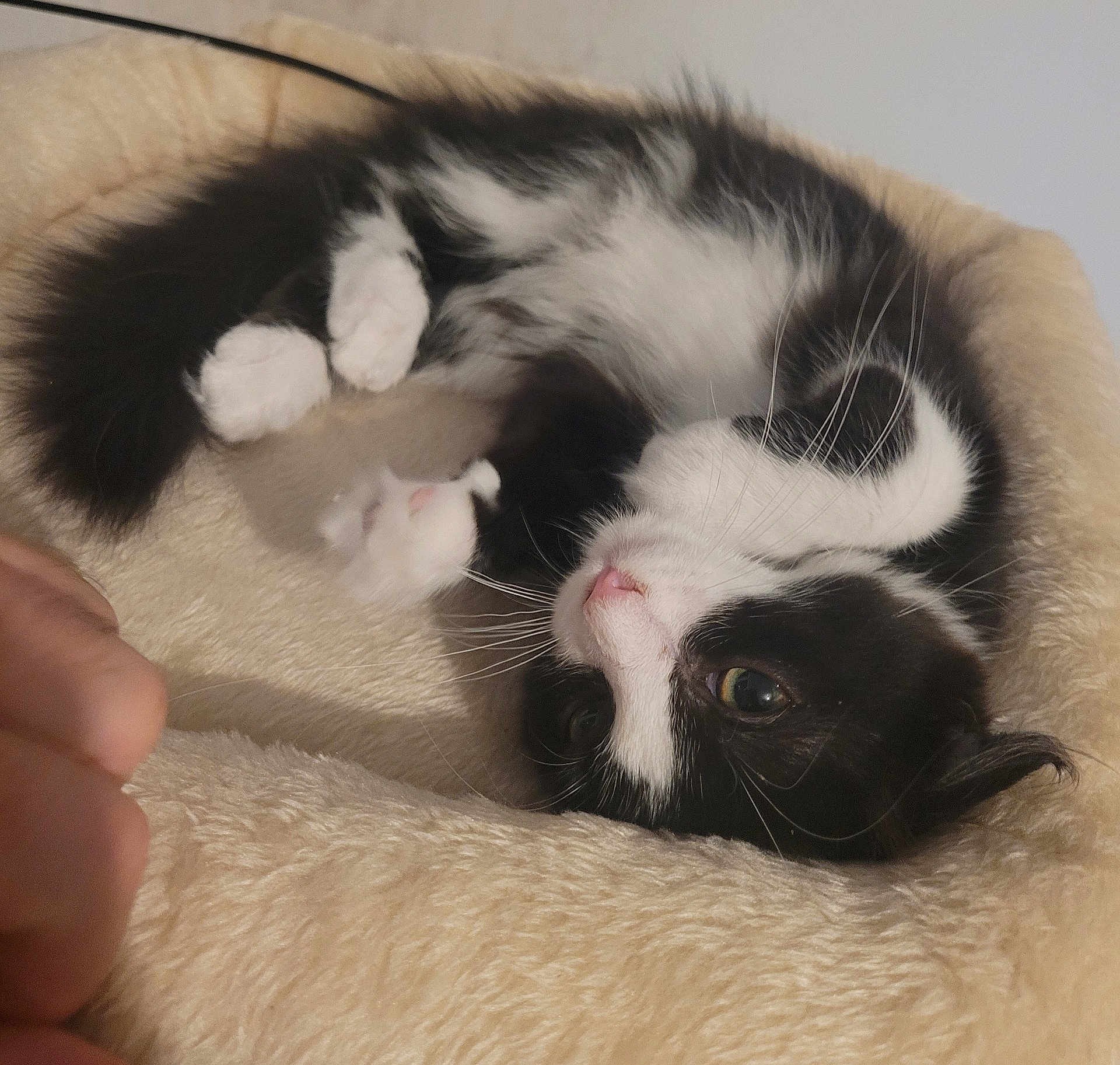 Ariel a rejoint le concours — aidez-le/la à gagner de superbes lots ! kitten, cat, black_and_white, pet, cute, feline, fur, whiskers, bed, soft, cozy, resting, indoor, animal, young, small, curled_up, pink_nose, close_up, sleepy