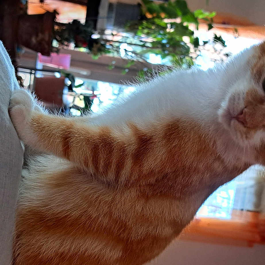 Whysbutt
