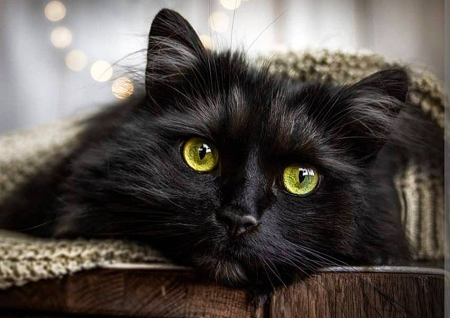 Elvira joined the competition — help win amazing prizes! black_cat, bombay, carnivore, cat, domestic_short_haired_cat, felidae, fur, small_to_medium_sized_cats, snout, terrestrial_animal, whiskers