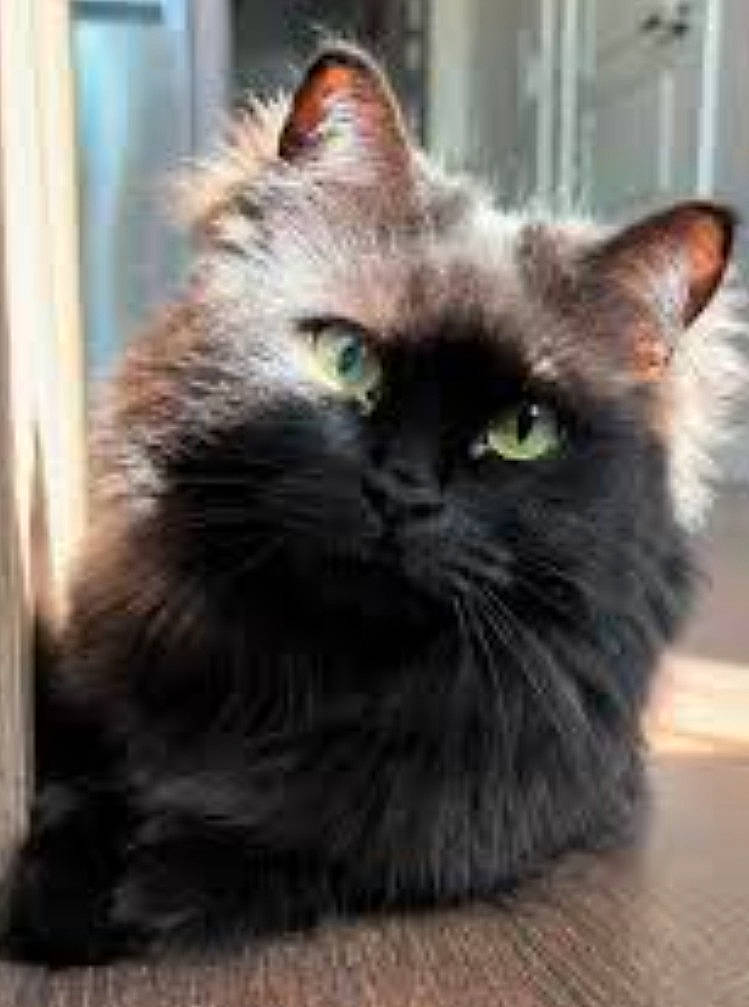 Elvira joined the competition — help win amazing prizes! box, carnivore, cat, claw, fawn, felidae, fixture, fur, small_to_medium_sized_cats, snout, tail, terrestrial_animal, whiskers, window