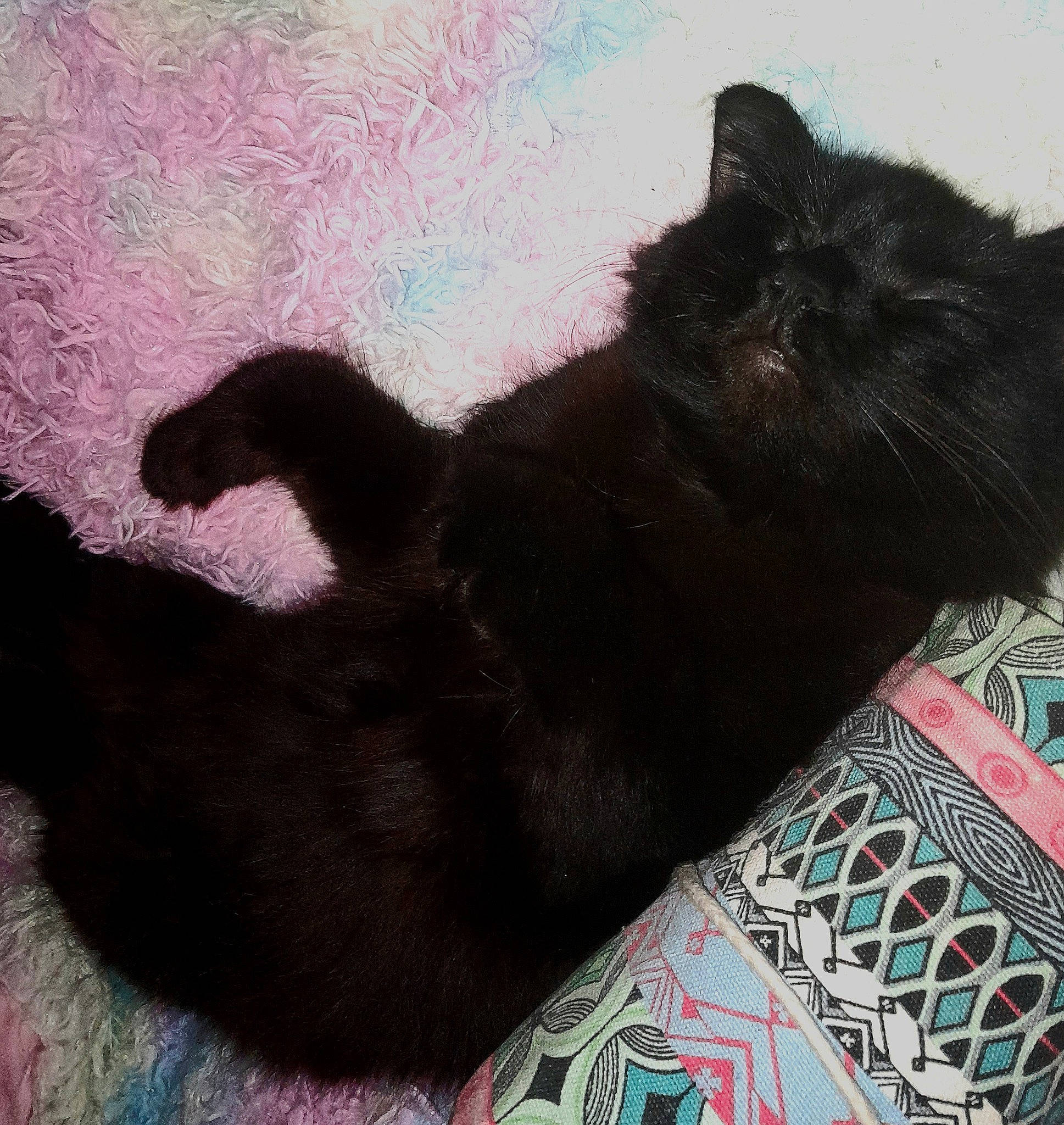 Elvira is registered to the contest to win money with this photo: black_cat, bombay, carnivore, cat, claw, comfort, companion_dog, dog_breed, domestic_short_haired_cat, felidae, fur, grey, mammal, pattern, paw, small_to_medium_sized_cats, tail, tints_and_shades, vertebrate, whiskers