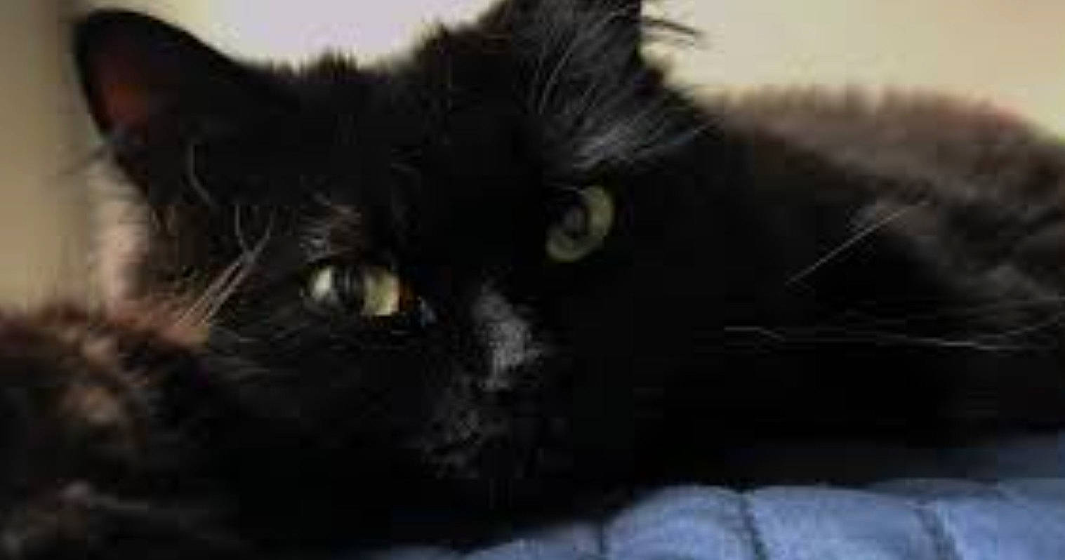 Elvira joined the competition — help win amazing prizes! black_cat, bombay, carnivore, cat, close_up, comfort, domestic_short_haired_cat, felidae, fur, mammal, monochrome_photography, small_to_medium_sized_cats, snout, terrestrial_animal, whiskers