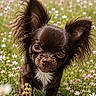Gucci a rejoint le concours — aidez-le/la à gagner de superbes lots ! dog, puppy, chihuahua, wildflowers, meadow, outdoor, nature, grass, small_dog, brown_dog, cute, pet, animal, closeup, young_dog, fluffy, curious, walk, sunlight, summer