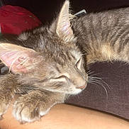 Bear joined the competition — help win amazing prizes! kitten, cat, sleeping, tabby, paw, fur, whiskers, ear, closeup, pet, animal, clinging, arm, human, resting, cute, indoor, soft, cozy, content