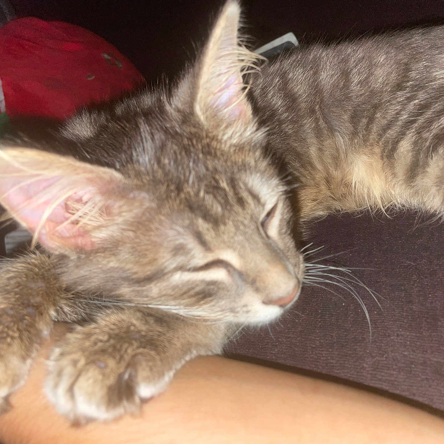 Bear joined the competition — help win amazing prizes! animal, arm, cat, clinging, closeup, content, cozy, cute, ear, fur, human, indoor, kitten, paw, pet, resting, sleeping, soft, tabby, whiskers