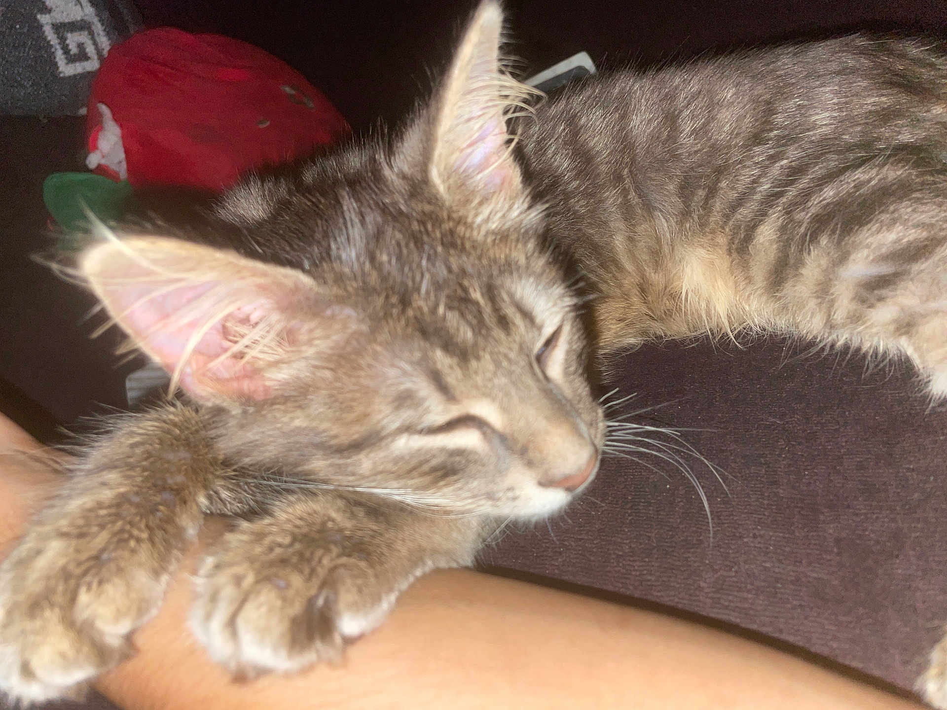 Bear joined the competition — help win amazing prizes! kitten, cat, sleeping, tabby, paw, fur, whiskers, ear, closeup, pet, animal, clinging, arm, human, resting, cute, indoor, soft, cozy, content