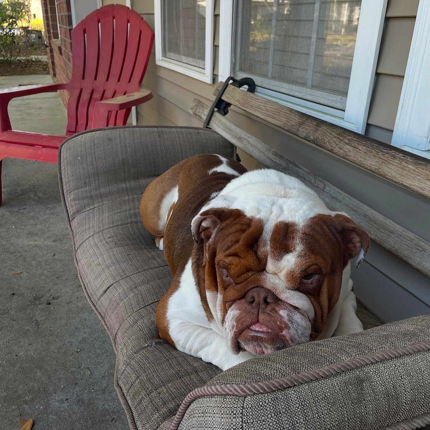 Gunner joined the competition — help win amazing prizes! animal, architecture, boxer, building, bulldog, canine, chair, chaise, couch, dog, dogbed, furniture, house, housing, pet, pitbull, puppy