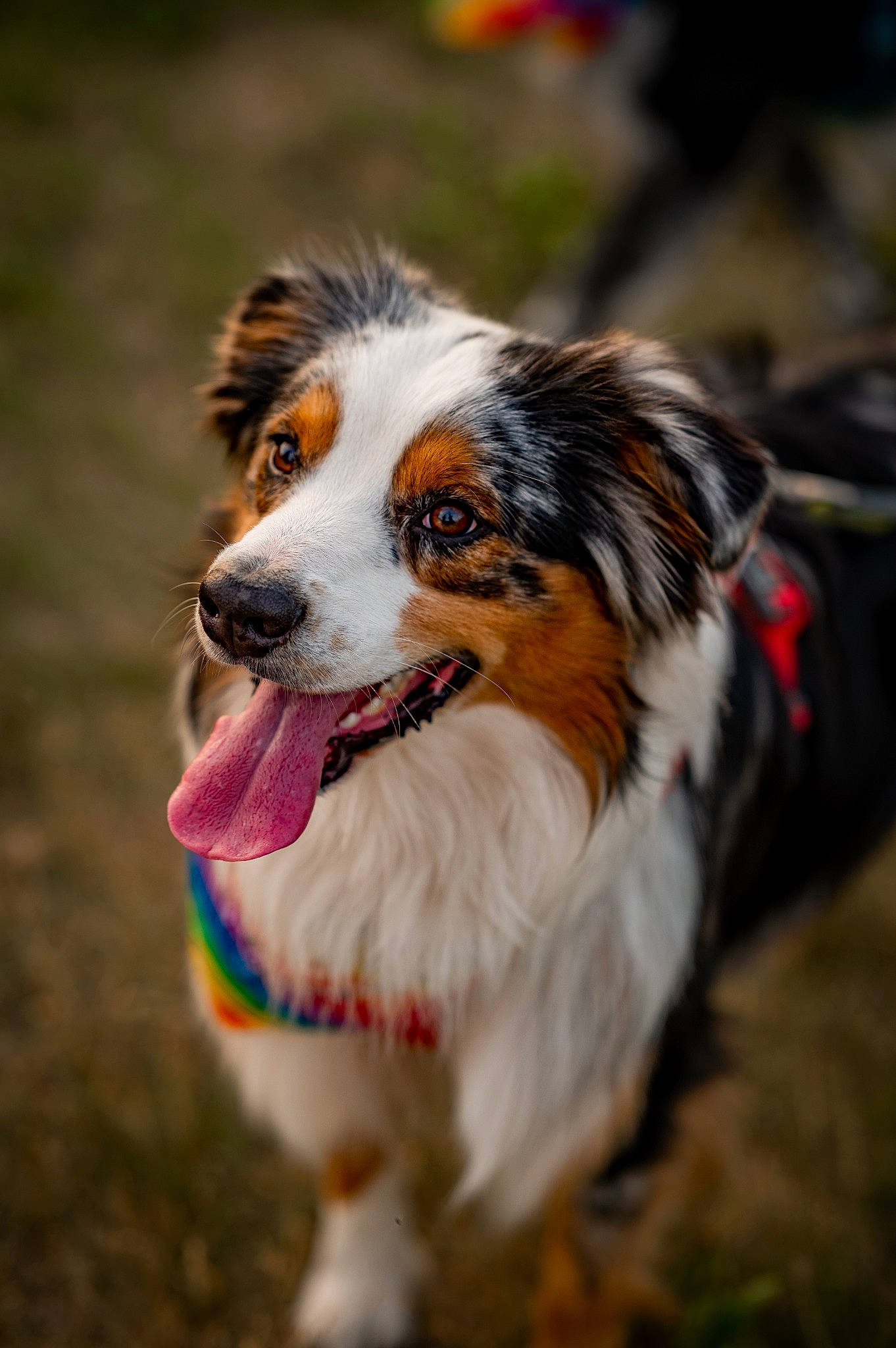 Mika is registered to the contest to win money with this photo: art, australian_shepherd, border_collie, carnivore, collar, companion_dog, dog, dog_breed, fur, grass, herding_dog, plant, scotch_collie, snout, sporting_group, terrestrial_animal, whiskers, working_dog
