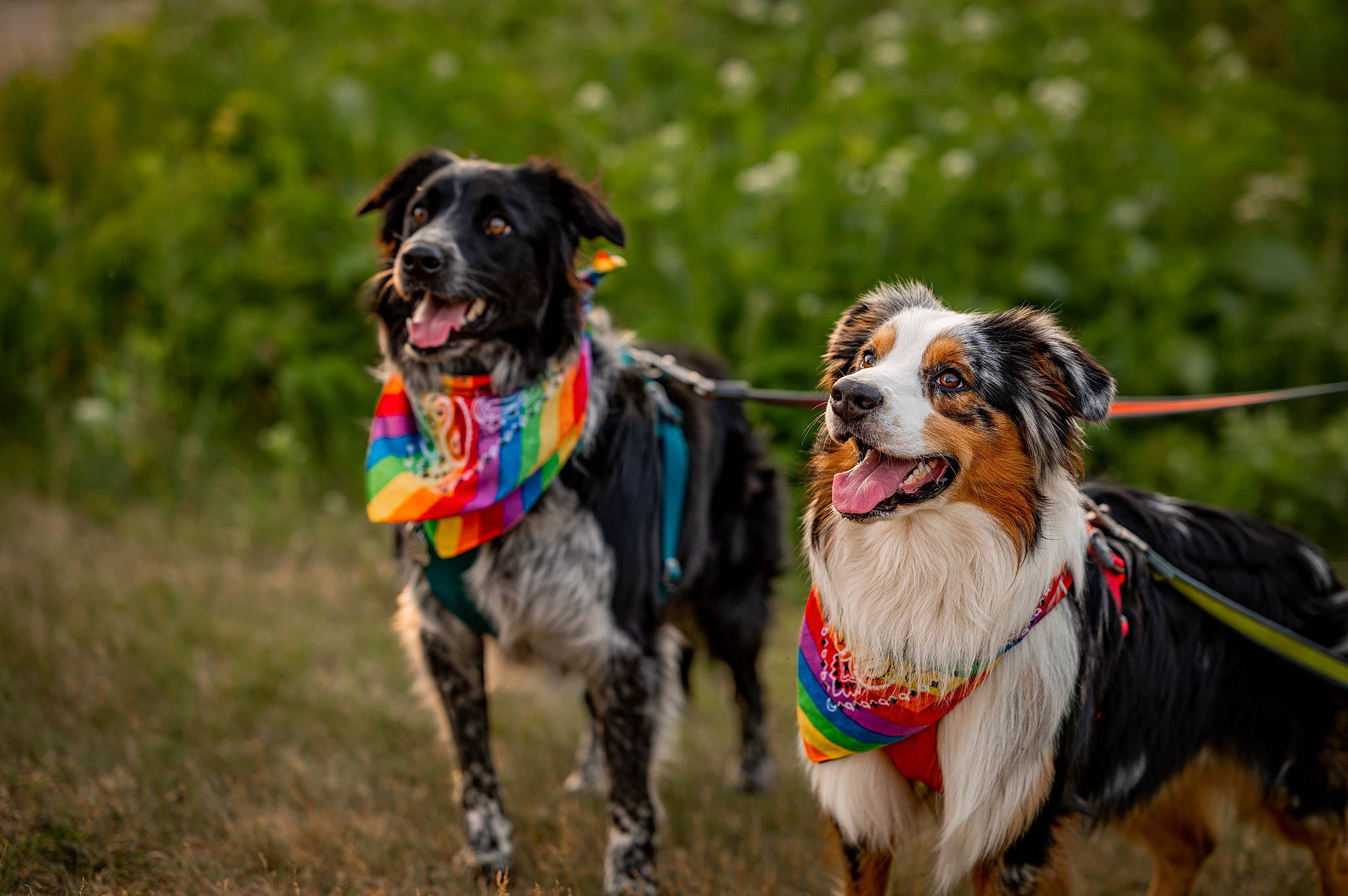 Pepper is registered to the contest to win money with this photo: carnivore, collar, companion_dog, dog, dog_breed, dog_clothes, dog_collar, dog_supply, event, fashion_accessory, fawn, fur, grass, leash, pet_supply, plant, snout, sporting_group, tail, working_animal