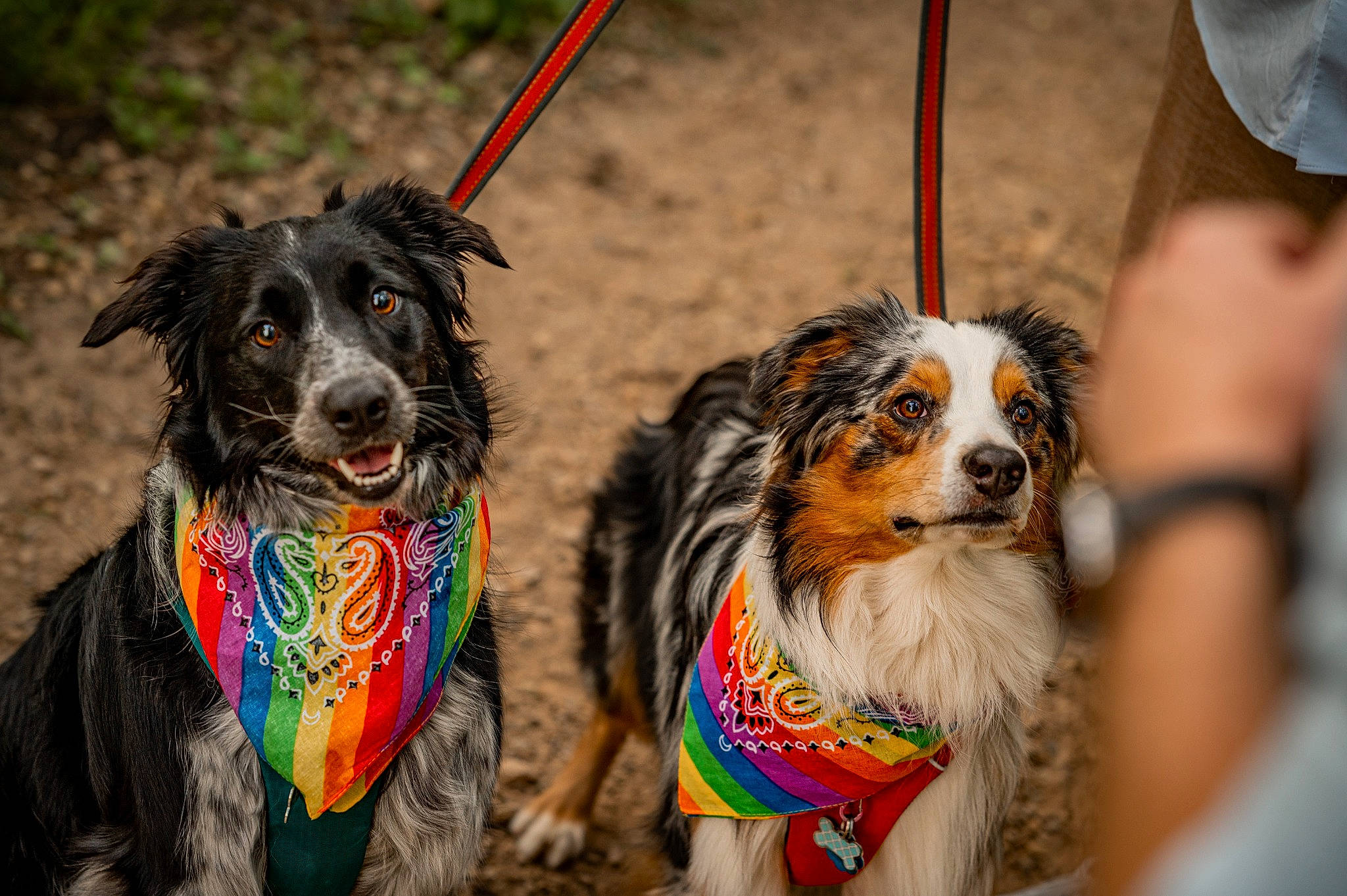 Pepper joined the competition — help win amazing prizes! canidae, carnivore, collar, companion_dog, dog, dog_breed, dog_sports, dog_supply, fashion_accessory, fur, grass, herding_dog, leash, pet_supply, scotch_collie, shorts, snout, sporting_group, working_animal, working_dog