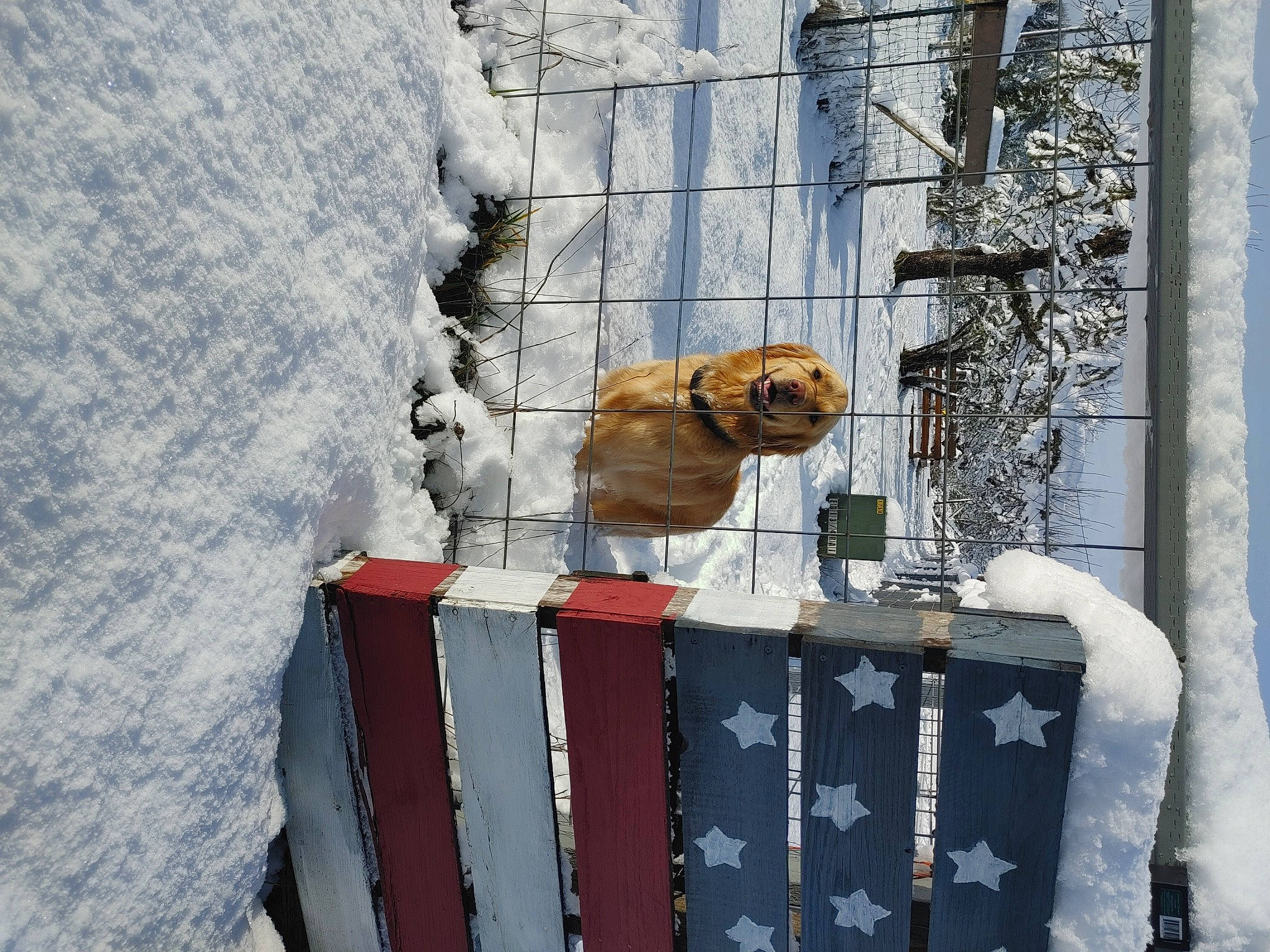 Lakota is registered to the contest to win money with this photo: carnivore, dog_breed, event, fawn, freezing, frost, precipitation, slope, snout, snow, tree, twig, water, wildlife, winter, wood, working_animal, world