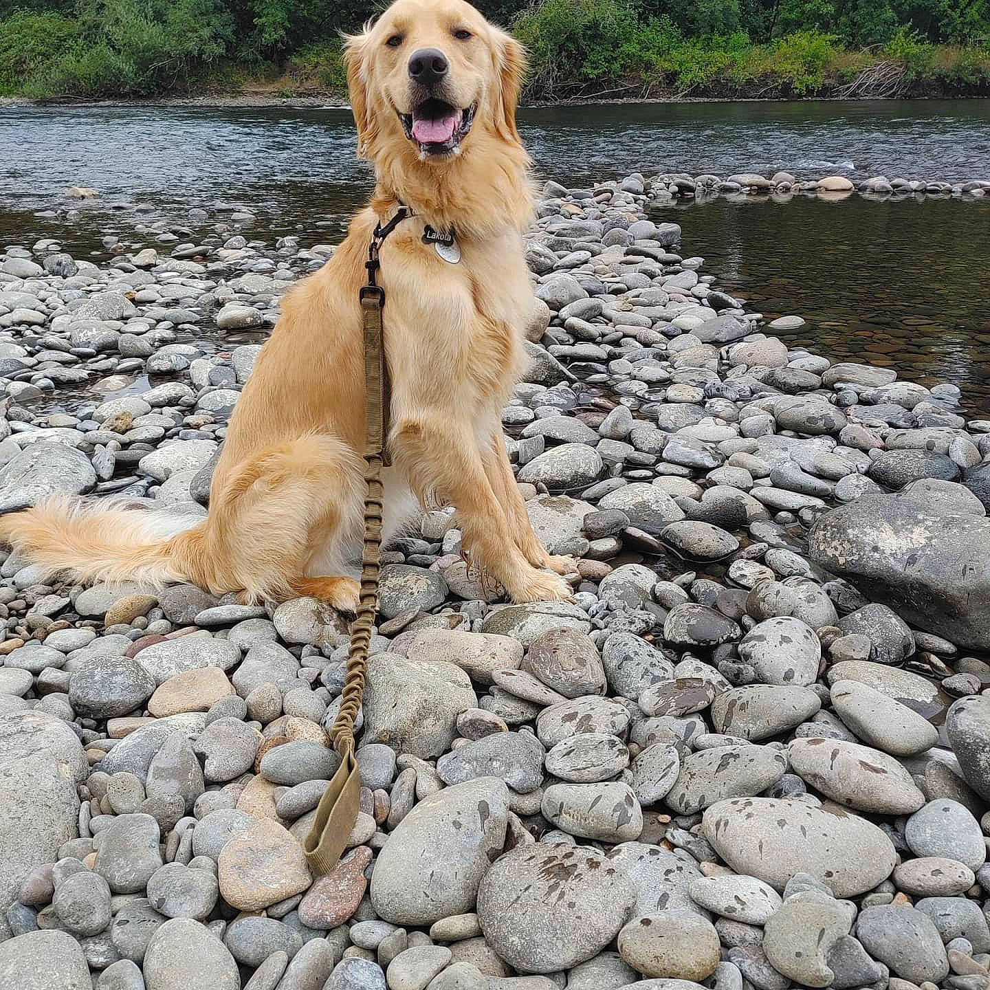 Lakota is registered to the contest to win money with this photo: bedrock, canidae, carnivore, companion_dog, dog, dog_breed, dog_collar, fawn, gun_dog, lake, pebble, retriever, rock, soil, sporting_group, stream, tail, water, working_animal, working_dog