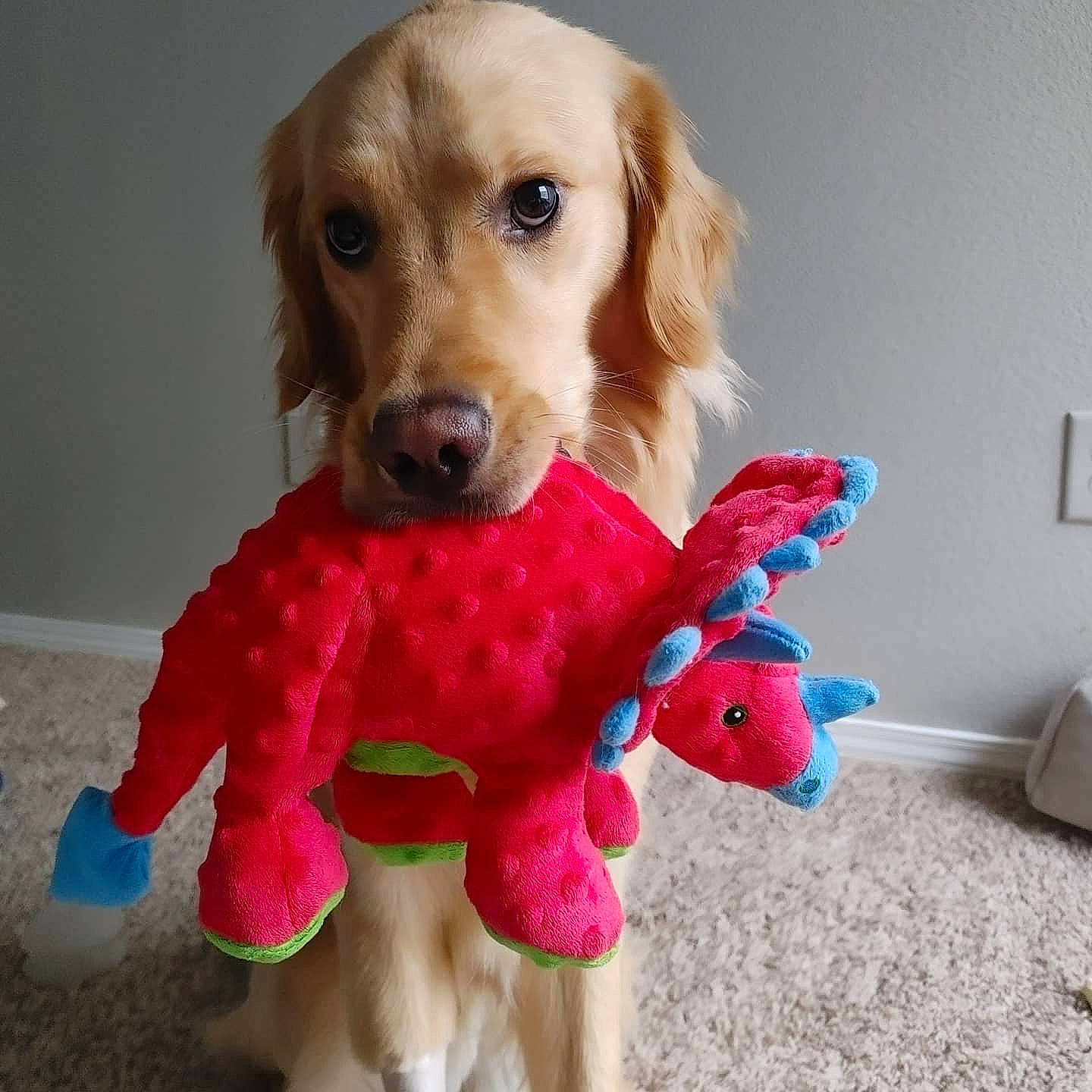 Lakota is registered to the contest to win money with this photo: brown_hair, carnivore, companion_dog, dog, dog_breed, dog_clothes, dog_supply, doll, fashion_accessory, fawn, fur, light_switch, liver, pet_supply, picture_frame, pink, smile, stuffed_toy, toy, working_animal