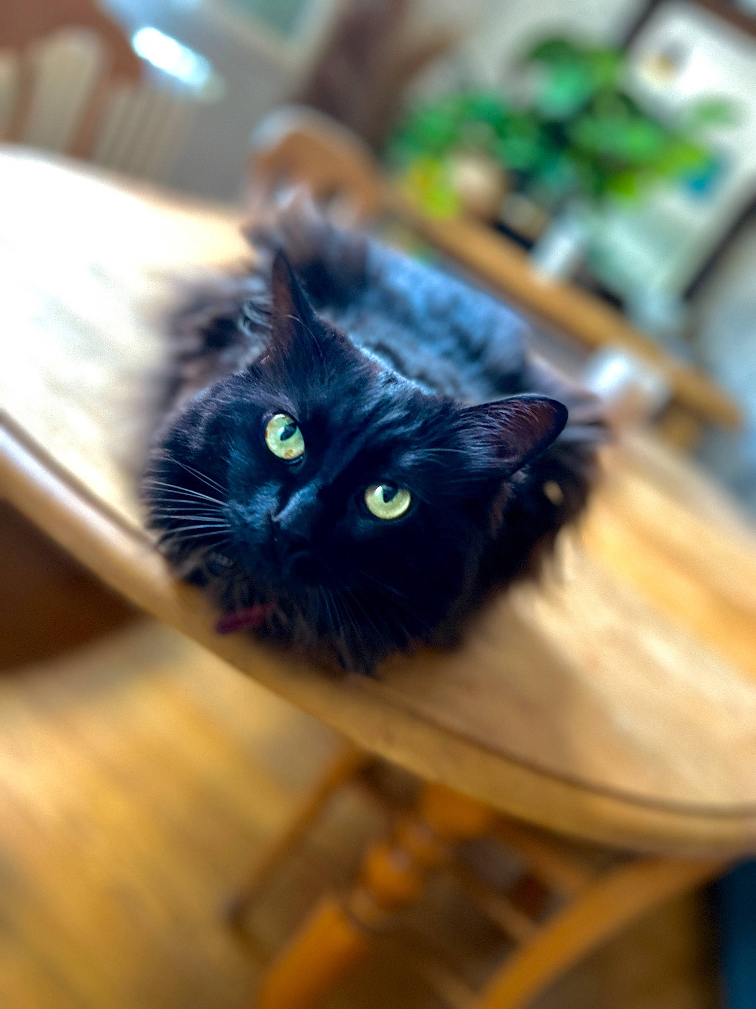 Cerise a rejoint le concours — aidez-le/la à gagner de superbes lots ! black_cat, carnivore, cat, domestic_short_haired_cat, felidae, flooring, fur, grass, hardwood, plant, small_to_medium_sized_cats, snout, tail, tints_and_shades, whiskers, wood, wood_stain