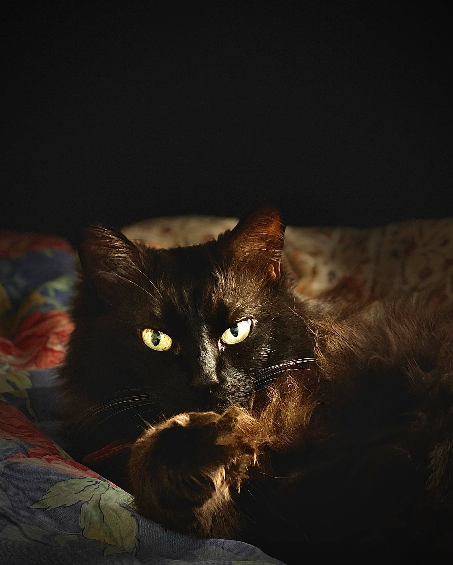 Cerise a rejoint le concours — aidez-le/la à gagner de superbes lots ! black_cat, brown, carnivore, cat, comfort, darkness, domestic_short_haired_cat, felidae, fur, night, room, small_to_medium_sized_cats, snout, tail, terrestrial_animal, tints_and_shades, whiskers