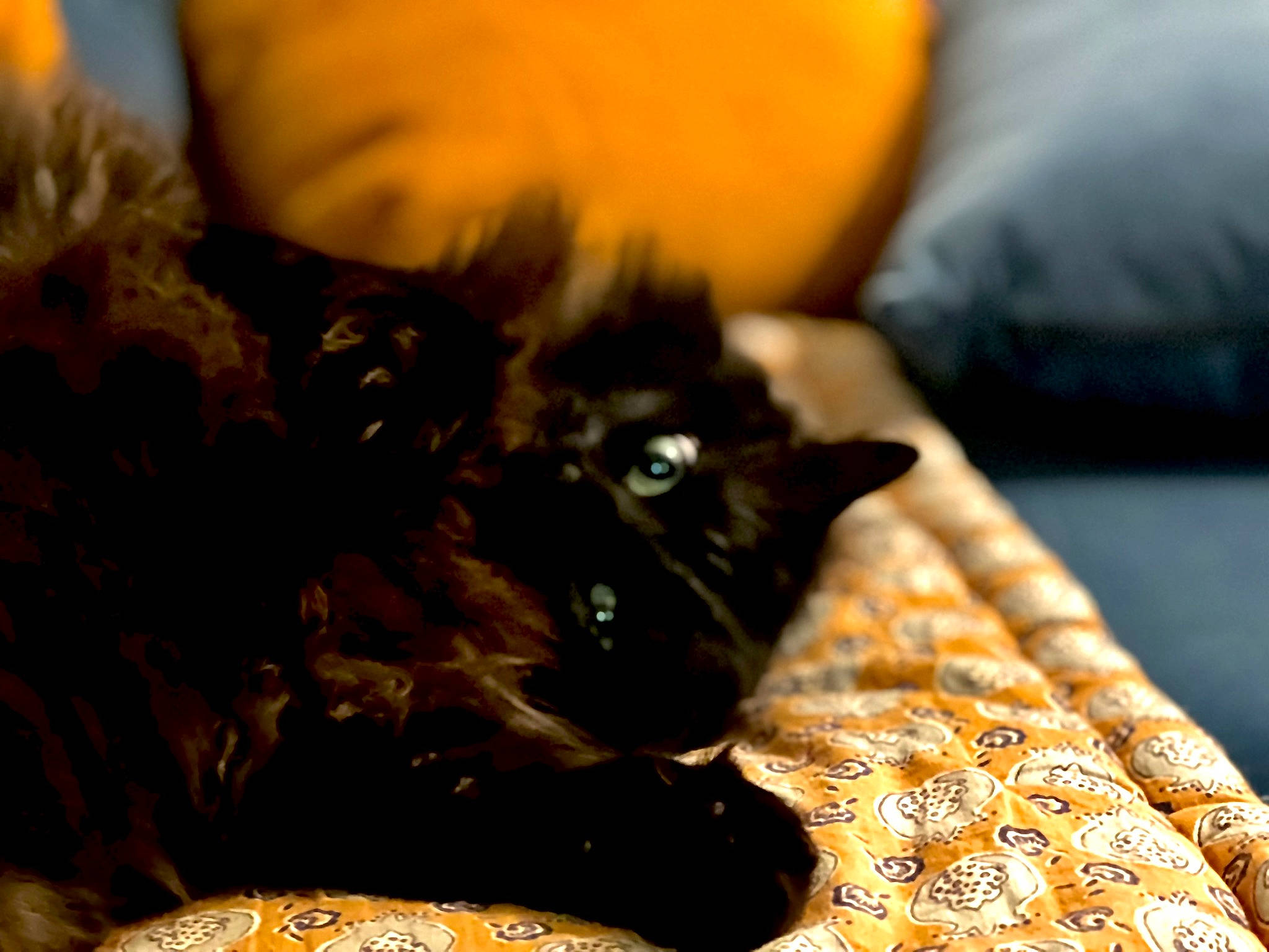 Cerise a rejoint le concours — aidez-le/la à gagner de superbes lots ! black_cat, bombay, carnivore, cat, cat_supply, claw, comfort, couch, dog_breed, domestic_short_haired_cat, fawn, felidae, fur, liver, pattern, room, small_to_medium_sized_cats, snout, whiskers, yellow