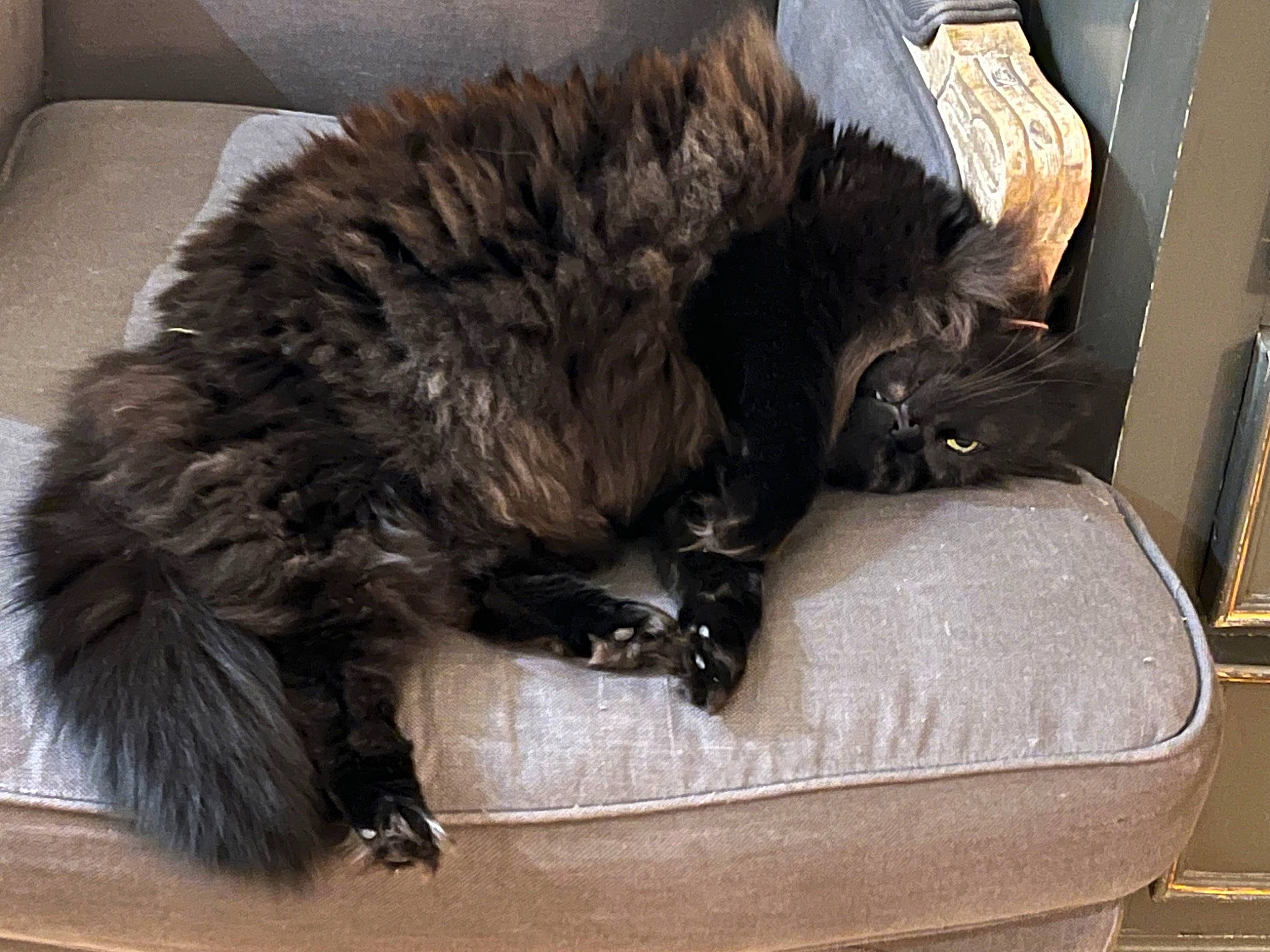 Cerise a rejoint le concours — aidez-le/la à gagner de superbes lots ! baggage, black_cat, box, canidae, carnivore, cat, claw, comfort, dog_breed, domestic_short_haired_cat, felidae, fur, luggage_and_bags, nap, paw, small_to_medium_sized_cats, snout, tail, terrestrial_animal, whiskers