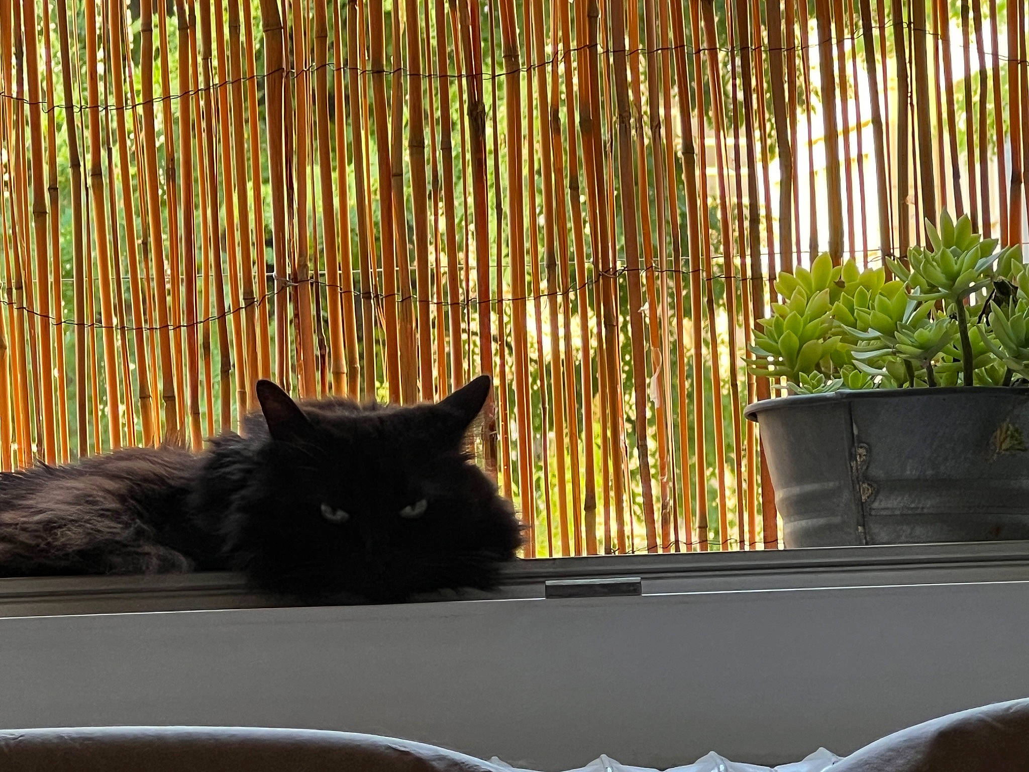 Cerise a rejoint le concours — aidez-le/la à gagner de superbes lots ! black_cat, carnivore, cat, comfort, felidae, flowerpot, houseplant, light, line, plant, shade, small_to_medium_sized_cats, snout, sunlight, tail, tints_and_shades, vertebrate, whiskers, window, wood