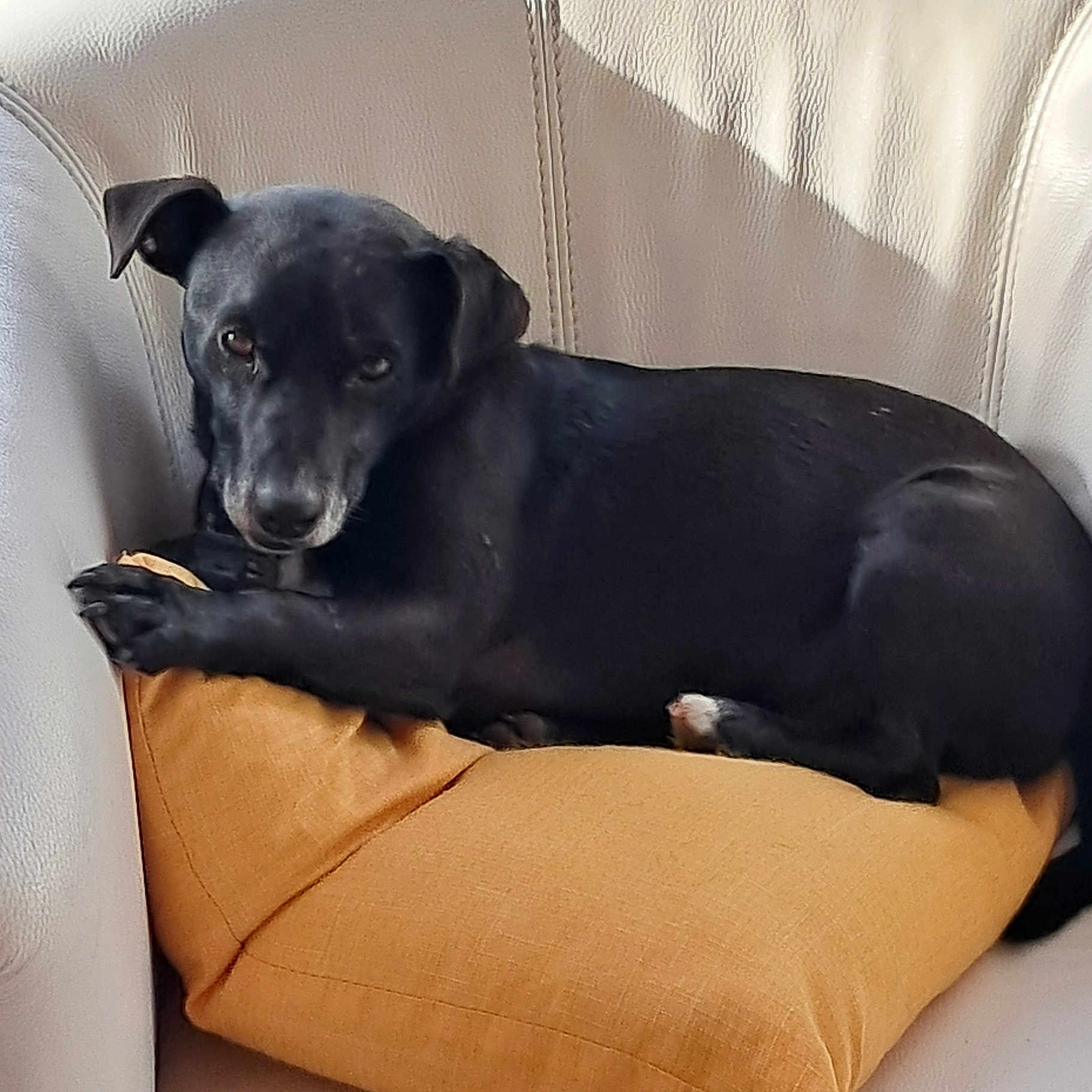 Simba a rejoint le concours — aidez-le/la à gagner de superbes lots ! animal, armchair, canine, chair, couch, cushion, dog, dogbed, furniture, homedecor, hound, labradorretriever, person, pet, pillow, pointer, puppy, sleeping