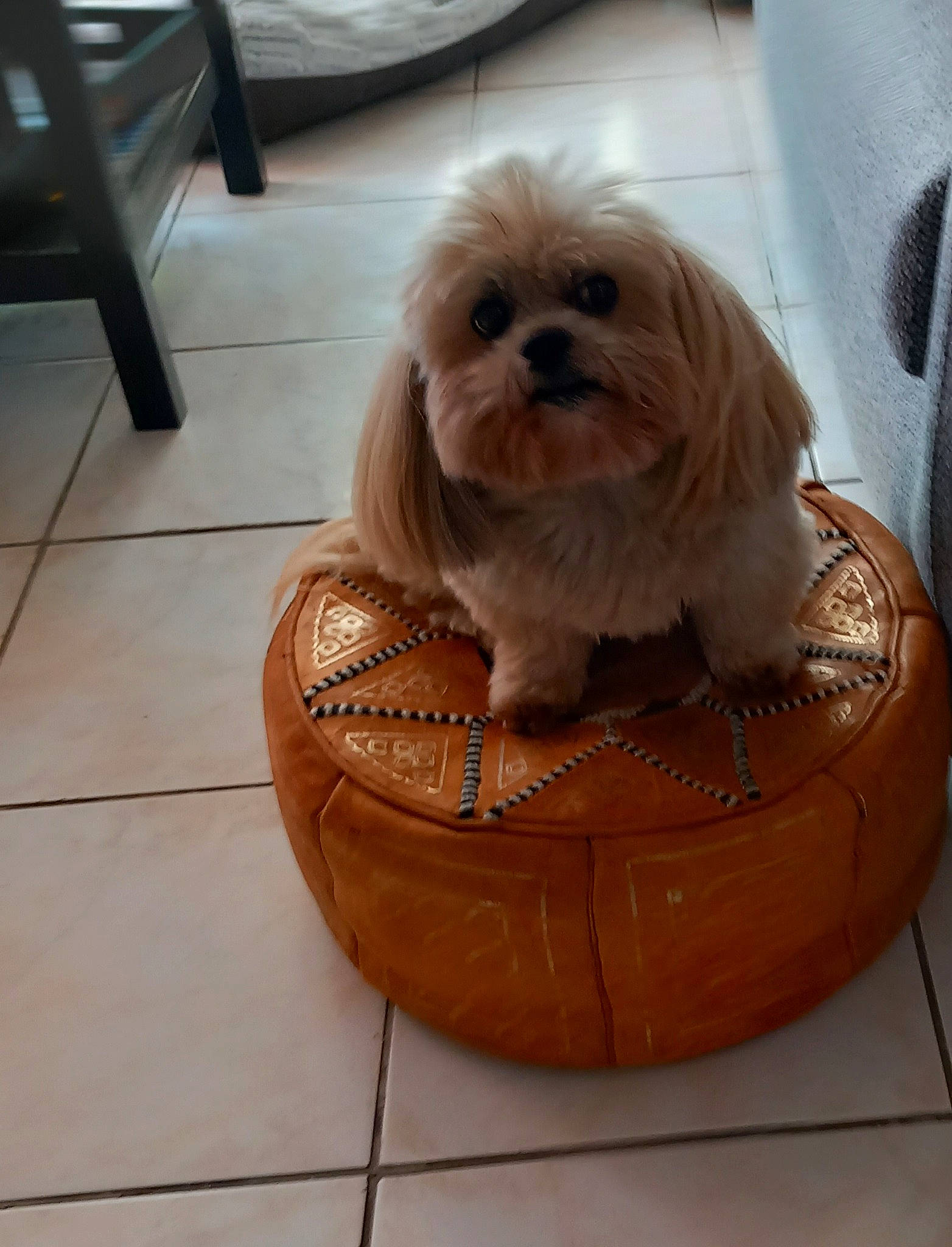 Fannie a rejoint le concours — aidez-le/la à gagner de superbes lots ! canidae, carnivore, comfort, companion_dog, dog, dog_breed, dog_supply, fawn, flooring, fur, head, liver, pet_supply, small_terrier, snout, sporting_group, terrier, toy_dog, wood, working_animal