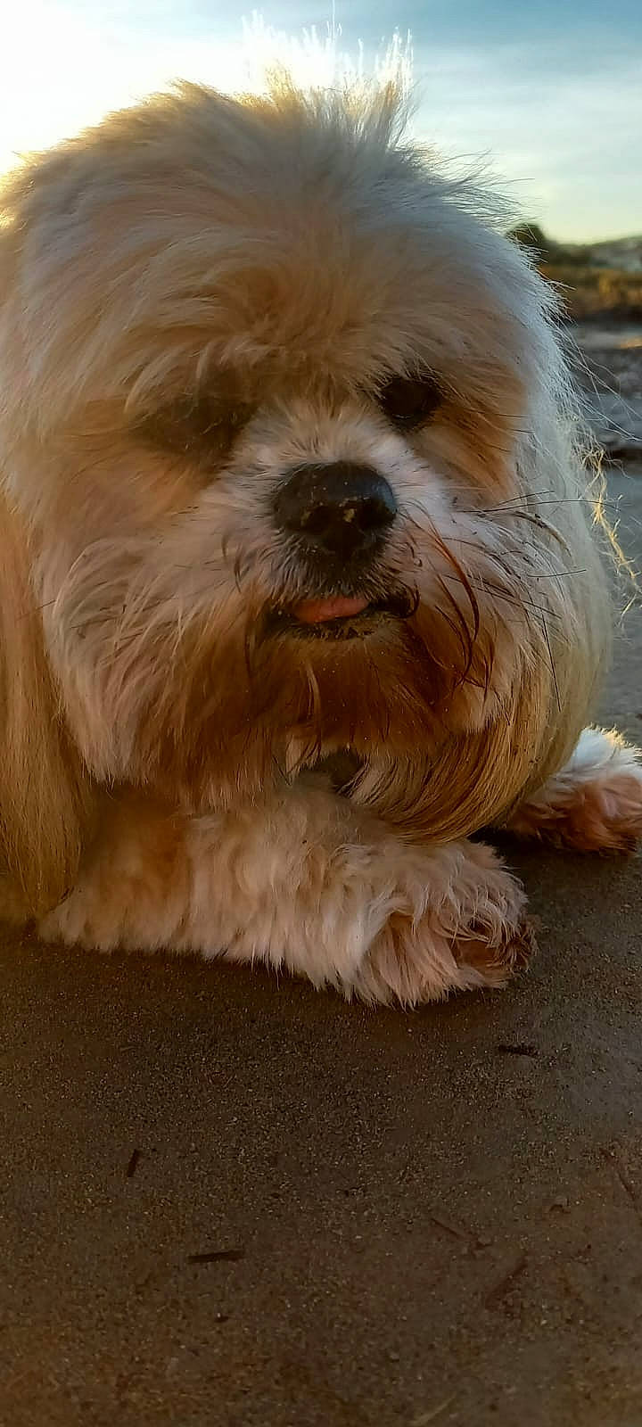 Fannie participe au concours pour gagner de l&#x27;argent avec cette photo : ancient_dog_breeds, canidae, carnivore, companion_dog, dog, dog_breed, fur, liver, maltepoo, non_sporting_group, puppy, small_terrier, snout, sporting_group, terrestrial_animal, terrier, toy_dog, water_dog, whiskers, working_animal