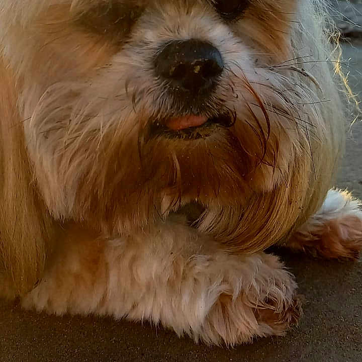 Fannie
