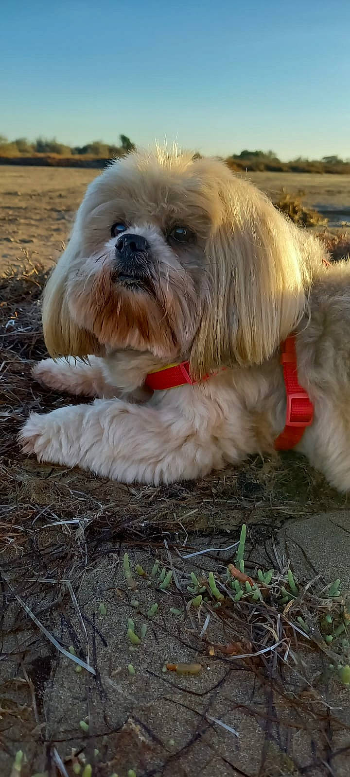 Fannie participe au concours pour gagner de l&#x27;argent avec cette photo : canidae, carnivore, collar, companion_dog, dog, dog_breed, dog_collar, dog_supply, fur, grass, liver, mal_shi, shih_tzu, sky, small_terrier, snout, sporting_group, terrier, toy_dog, working_animal