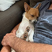 Mila a rejoint le concours — aidez-le/la à gagner de superbes lots ! dog, puppy, sleeping, sleepy, cuddling, couch, sofa, indoor, pet, animal, white_fur, tan_fur, pointed_ears, paw, paw_pads, relaxed, cozy, human, arms, portrait