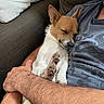 dog, puppy, sleeping, sleepy, cuddling, couch, sofa, indoor, pet, animal, white_fur, tan_fur, pointed_ears, paw, paw_pads, relaxed, cozy, human, arms, portrait