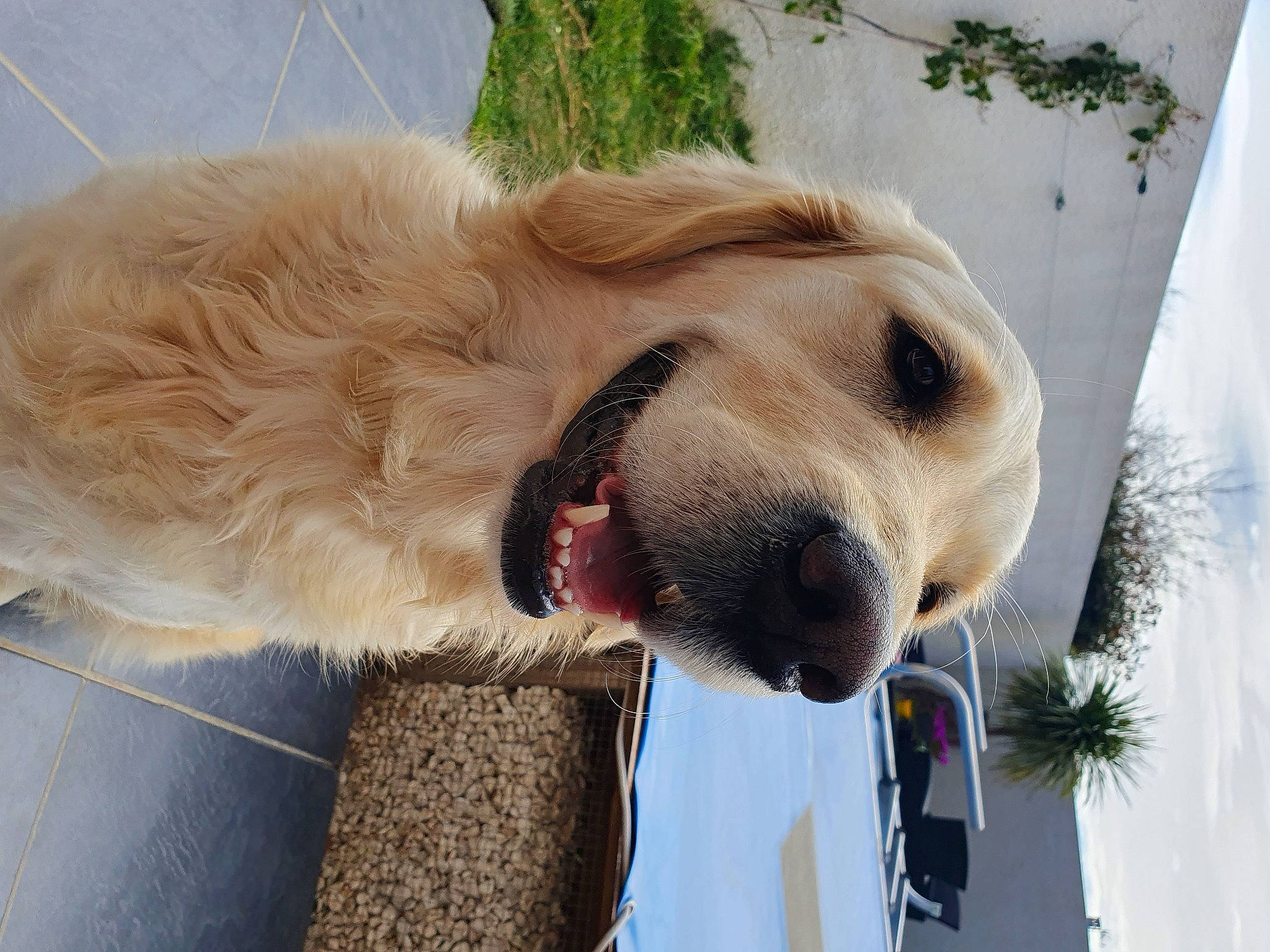 Sansa participe au concours pour gagner de l'argent avec cette photo : canidae, car, carnivore, collar, companion_dog, dog, dog_breed, dog_collar, dog_supply, fawn, fur, gun_dog, pet_supply, plant, retriever, snout, sporting_group, whiskers, working_animal