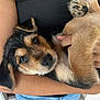 puppy, dog, pet, animal, fur, cute, close_up, hands, arms, black_fur, brown_fur, tan_fur, young_dog, indoors, comfort, cuddle, person, casual_clothing, jeans, black_shirt