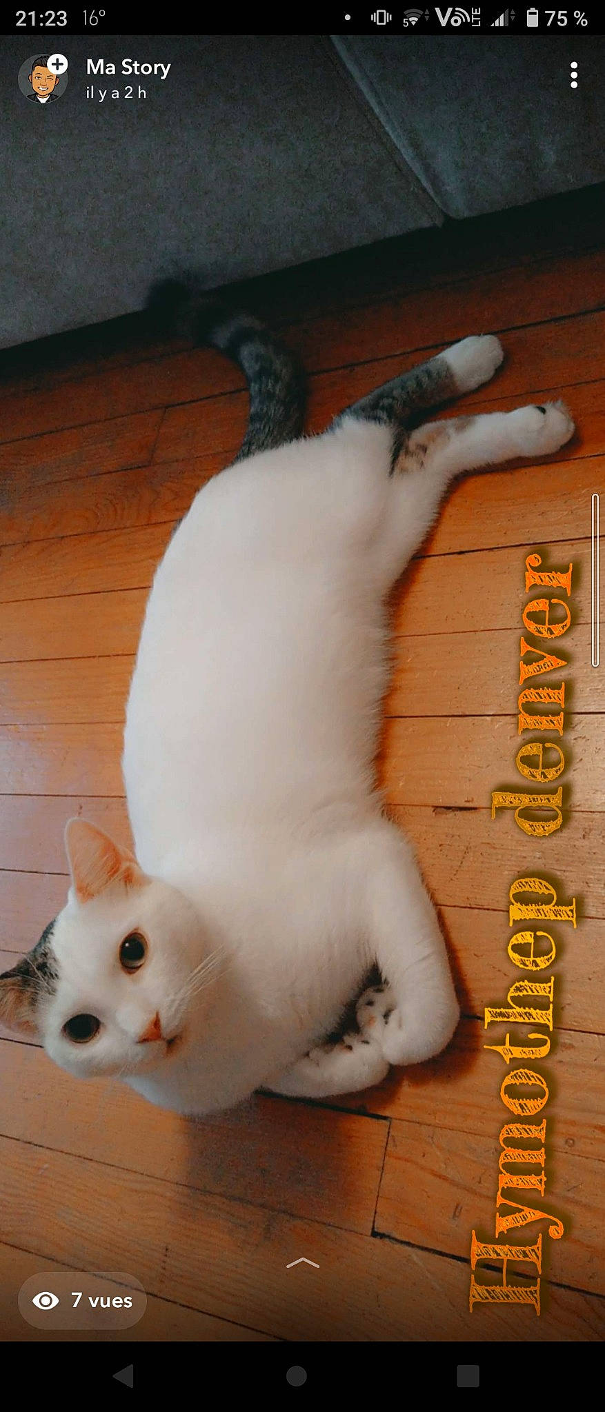 Denver participe au concours pour gagner de l'argent avec cette photo : carnivore, cat, companion_dog, dog_breed, domestic_short_haired_cat, fawn, felidae, flooring, foot, fur, hardwood, nose, paw, skin, small_to_medium_sized_cats, snout, tail, terrestrial_animal, whiskers, wood