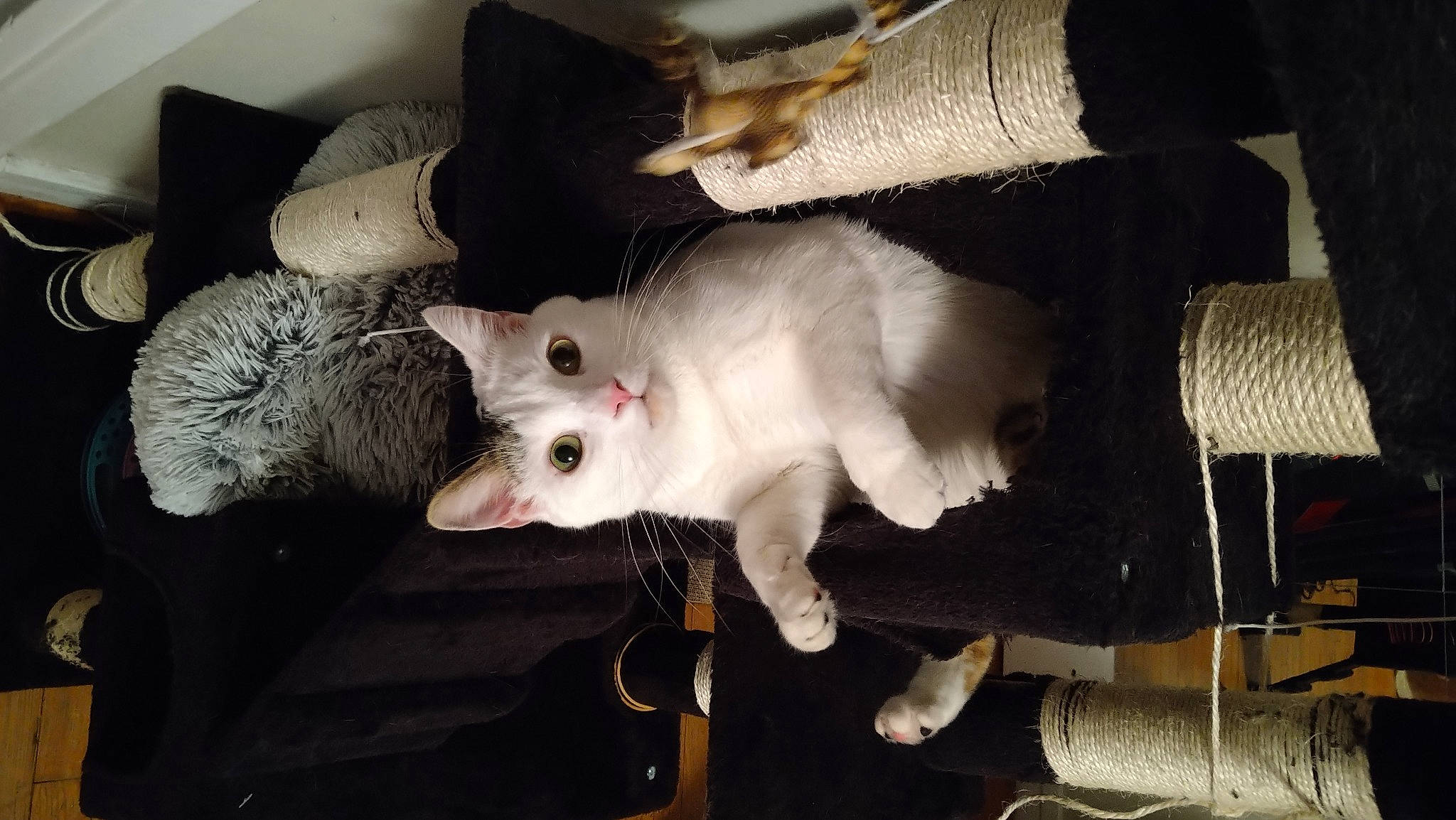 Denver a rejoint le concours — aidez-le/la à gagner de superbes lots ! canidae, carnivore, cat, claw, comfort, companion_dog, dog_breed, domestic_short_haired_cat, fawn, felidae, fur, marsupial, mouse, paw, small_to_medium_sized_cats, snout, sporting_group, tail, whiskers, wood